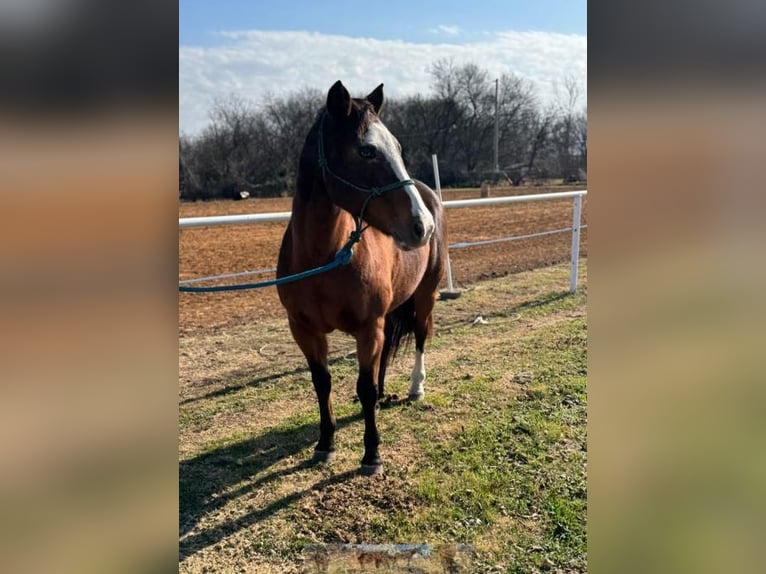 Quarter horse américain Jument 12 Ans 147 cm in Lawton