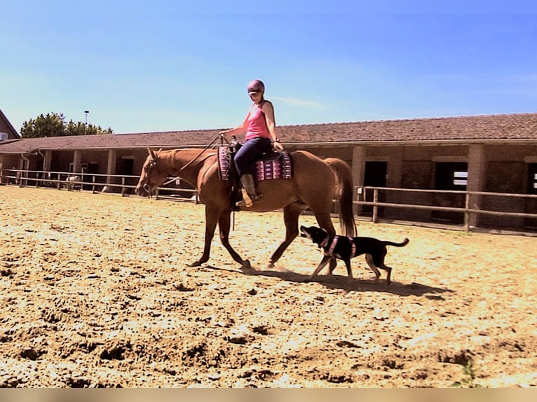 Quarter horse américain Jument 12 Ans 148 cm Alezan dun in Straelen Quarter horse américain Jument 12 Ans 148 cm Alezan dun in Straelen