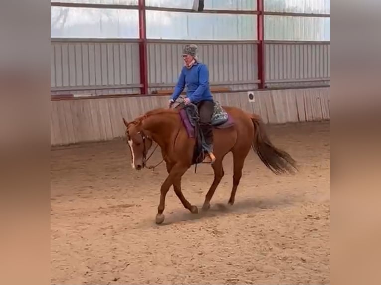 Quarter horse américain Jument 12 Ans 148 cm Alezan dun in Straelen Quarter horse américain Jument 12 Ans 148 cm Alezan dun in Straelen