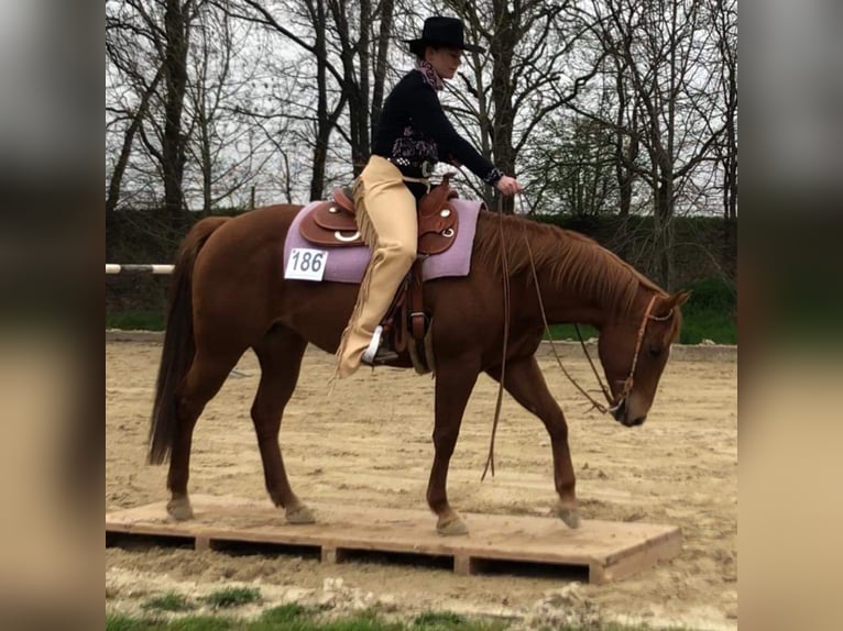 Quarter horse américain Jument 12 Ans 148 cm Alezan dun in Straelen Quarter horse américain Jument 12 Ans 148 cm Alezan dun in Straelen