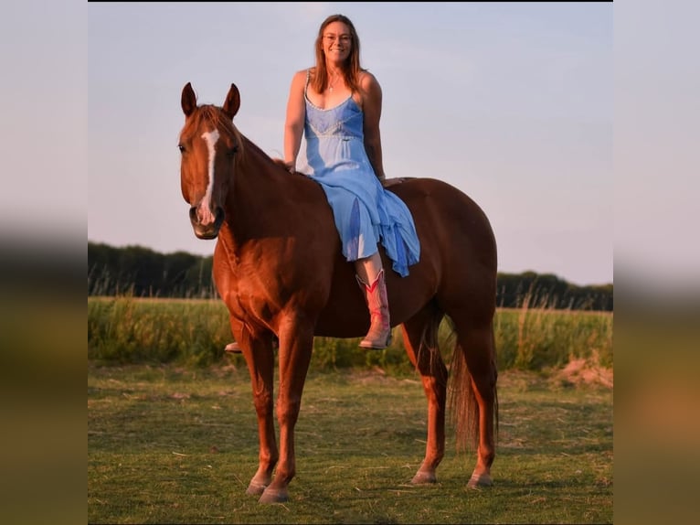 Quarter horse américain Jument 12 Ans 148 cm Alezan dun in Straelen Quarter horse américain Jument 12 Ans 148 cm Alezan dun in Straelen