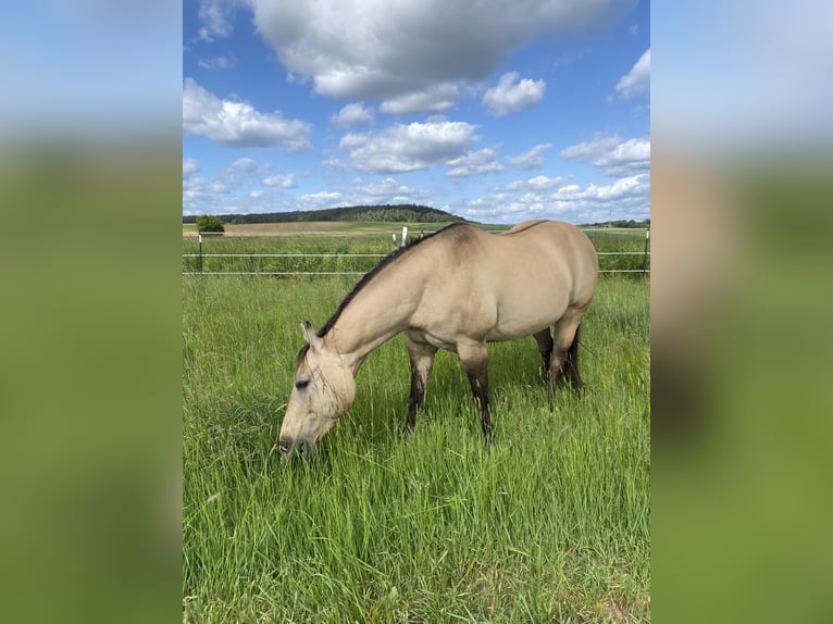 Quarter horse américain Jument 12 Ans 149 cm Buckskin in Steinfeld