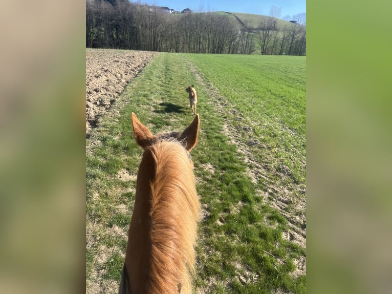 Quarter horse américain Croisé Jument 12 Ans 150 cm Alezan in Linz