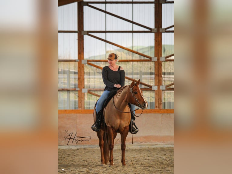 Quarter horse américain Jument 12 Ans 150 cm Alezan in Nidderau