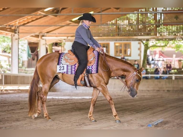 Quarter horse américain Jument 12 Ans 150 cm Alezan in Nidderau