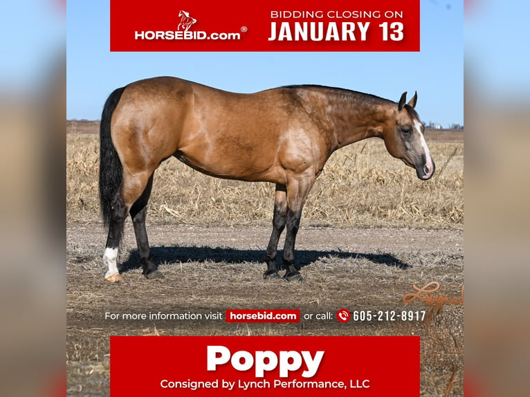 Quarter horse américain Jument 12 Ans 150 cm Buckskin in Canistota, SD