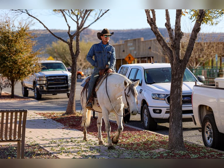 Quarter horse américain Jument 12 Ans 150 cm Gris in Camp Verde AZ