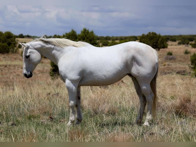 Quarter horse américain Jument 12 Ans 150 cm Gris in Cottonwood AZ
