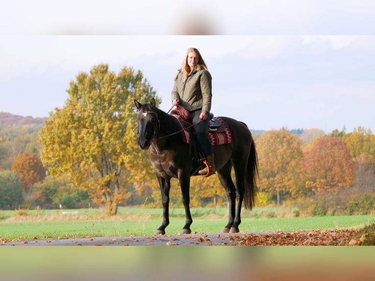 Quarter horse américain Jument 12 Ans 150 cm Grullo in Garlstorf