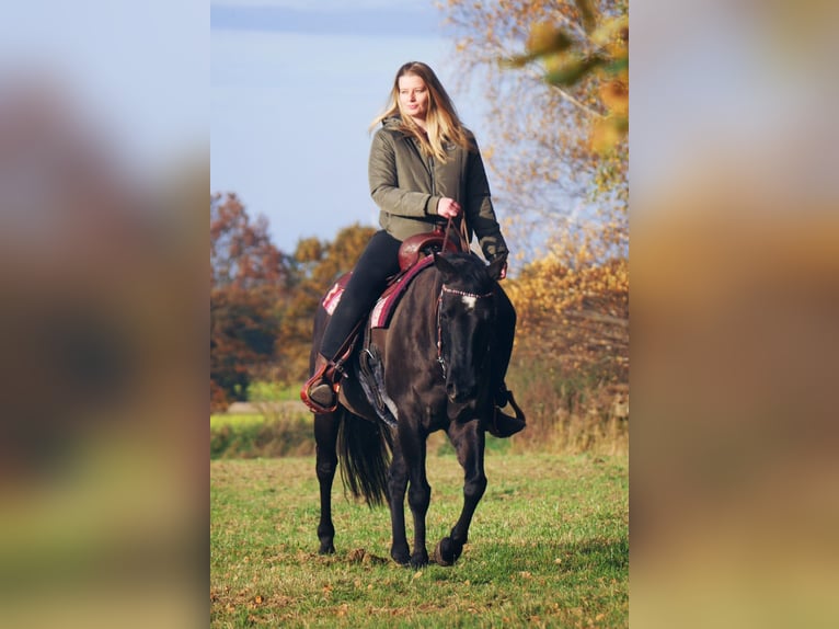 Quarter horse américain Jument 12 Ans 150 cm Grullo in Garlstorf