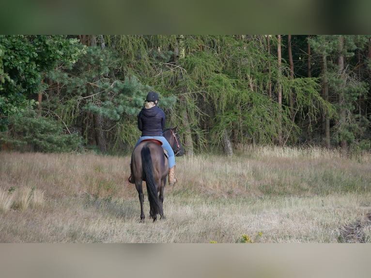 Quarter horse américain Jument 12 Ans 150 cm Grullo in Garlstorf