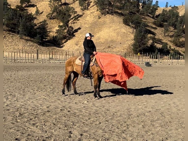 Quarter horse américain Jument 12 Ans 150 cm Isabelle in Bitterwater CA