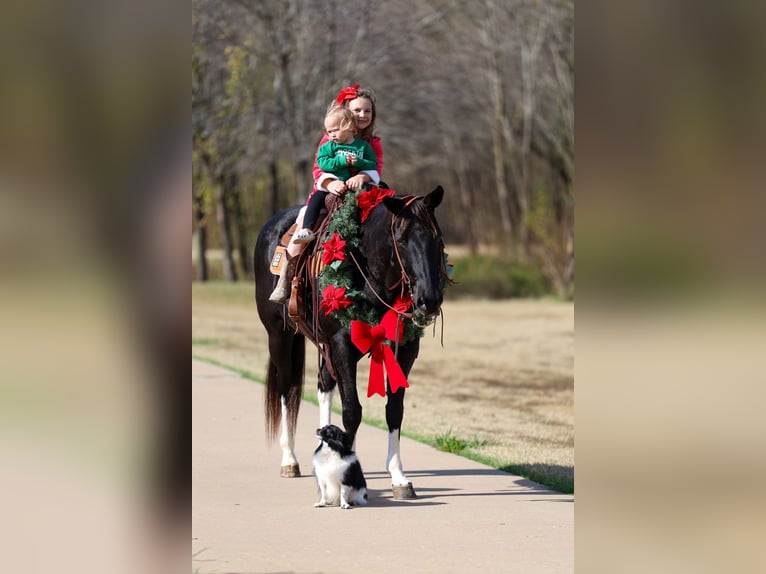 Quarter horse américain Jument 12 Ans 150 cm Noir in Forney