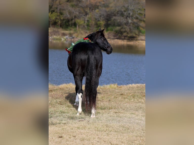 Quarter horse américain Jument 12 Ans 150 cm Noir in Forney