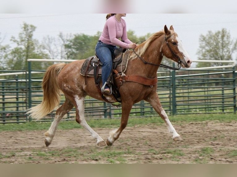 Quarter horse américain Croisé Jument 12 Ans 150 cm Rouan Rouge in Owensville