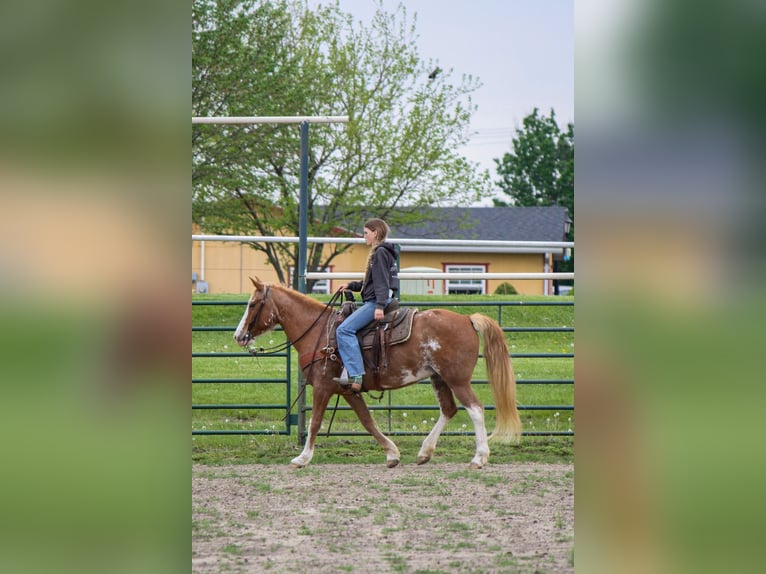 Quarter horse américain Croisé Jument 12 Ans 150 cm Sabino in Owensville