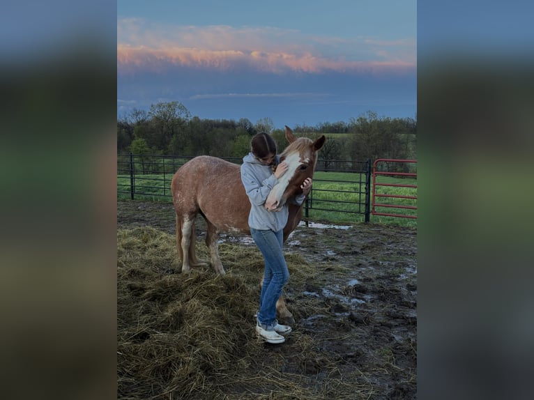 Quarter horse américain Croisé Jument 12 Ans 150 cm Sabino in Owensville