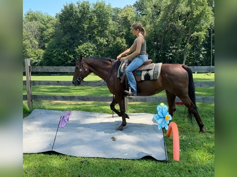 Quarter horse américain Jument 12 Ans 152 cm Alezan brûlé in Granby, CT