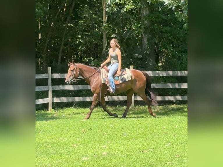 Quarter horse américain Jument 12 Ans 152 cm Alezan brûlé in Granby, CT