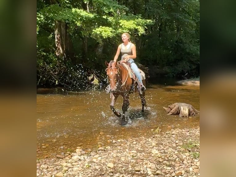 Quarter horse américain Jument 12 Ans 152 cm Alezan brûlé in Granby, CT