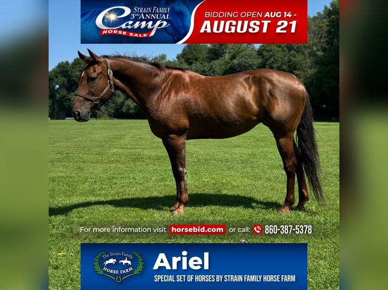 Quarter horse américain Jument 12 Ans 152 cm Alezan brûlé in Granby, CT