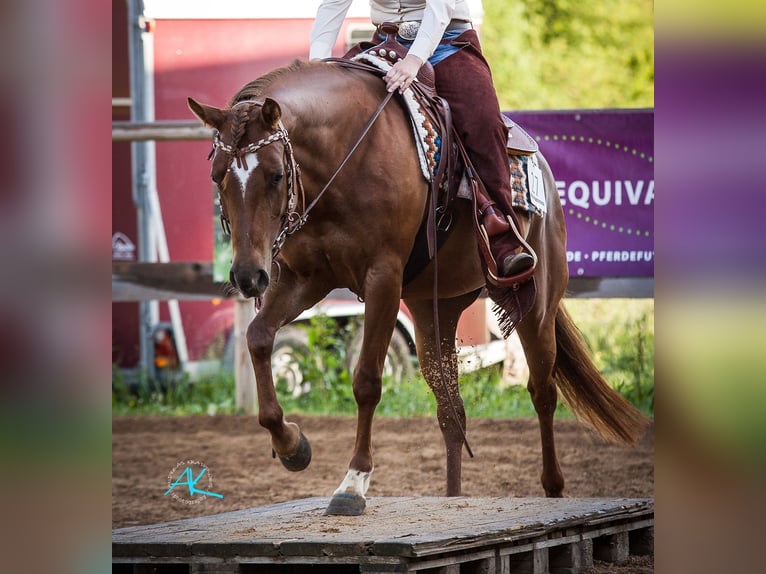 Quarter horse américain Jument 12 Ans 152 cm Alezan in Kochel am See