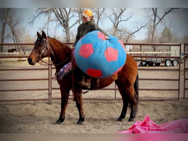 Quarter horse américain Jument 12 Ans 152 cm Bai cerise in Fort Collins