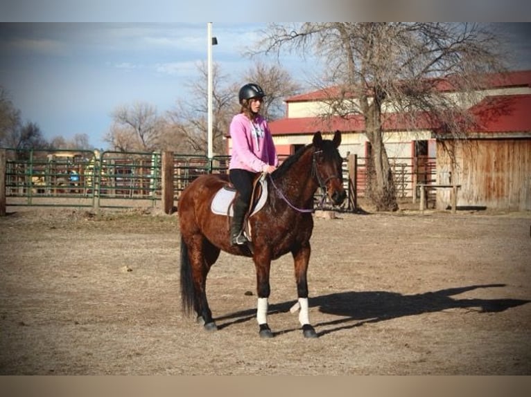 Quarter horse américain Jument 12 Ans 152 cm Bai cerise in Fort Collins