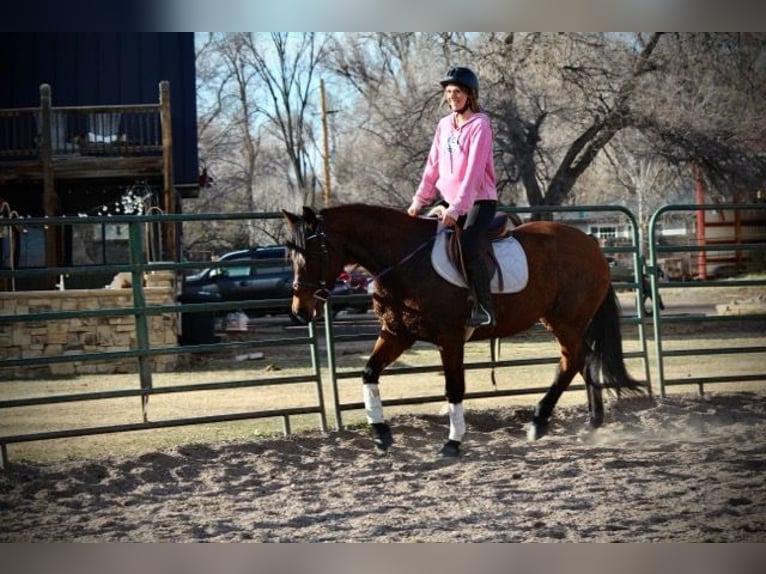 Quarter horse américain Jument 12 Ans 152 cm Bai cerise in Fort Collins