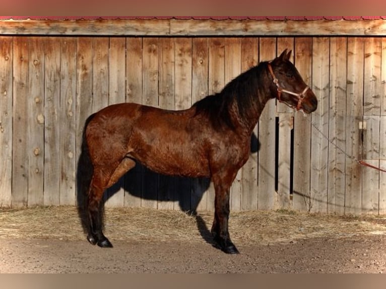 Quarter horse américain Jument 12 Ans 152 cm Bai cerise in Fort Collins