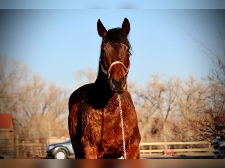 Quarter horse américain Jument 12 Ans 152 cm Bai cerise in Fort Collins