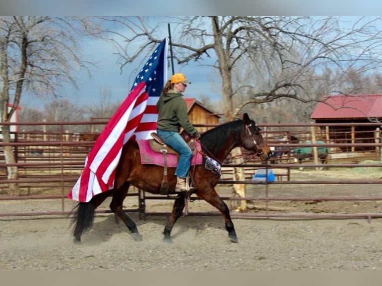 Quarter horse américain Jument 12 Ans 152 cm Bai cerise in Fort Collins