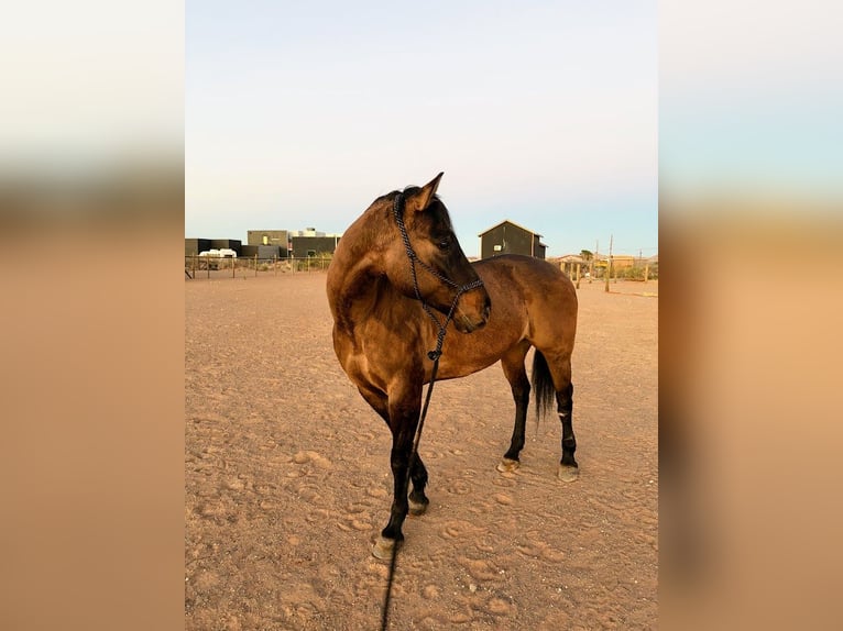Quarter horse américain Jument 12 Ans 152 cm Buckskin in El Paso
