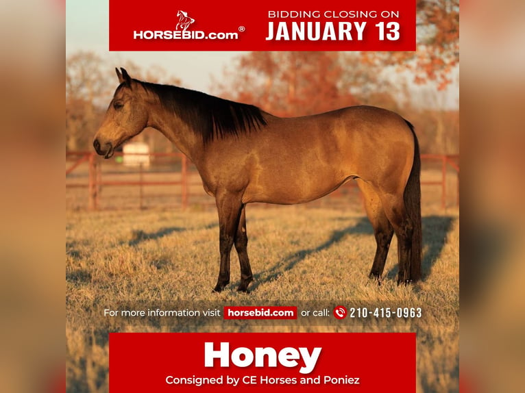 Quarter horse américain Jument 12 Ans 152 cm Buckskin in Carthage, TX