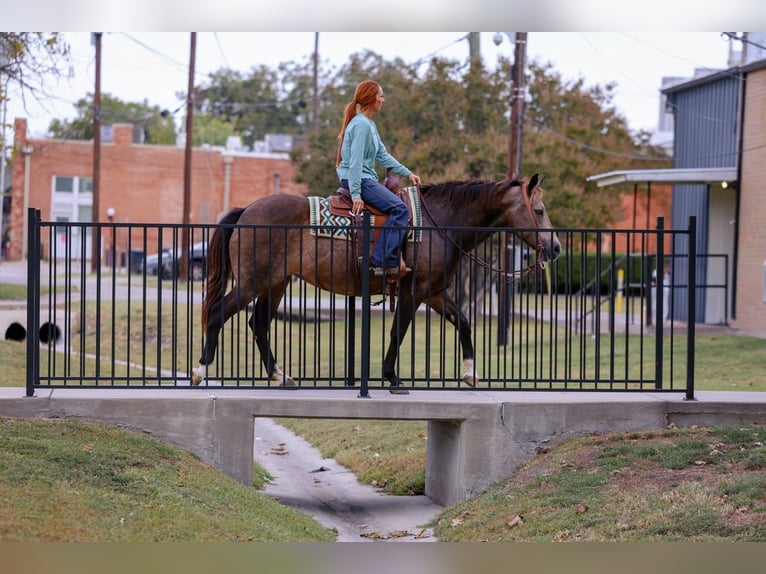 Quarter horse américain Jument 12 Ans 152 cm Buckskin in Forney
