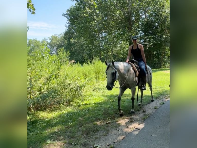 Quarter horse américain Jument 12 Ans 152 cm Gris in Granby, CT