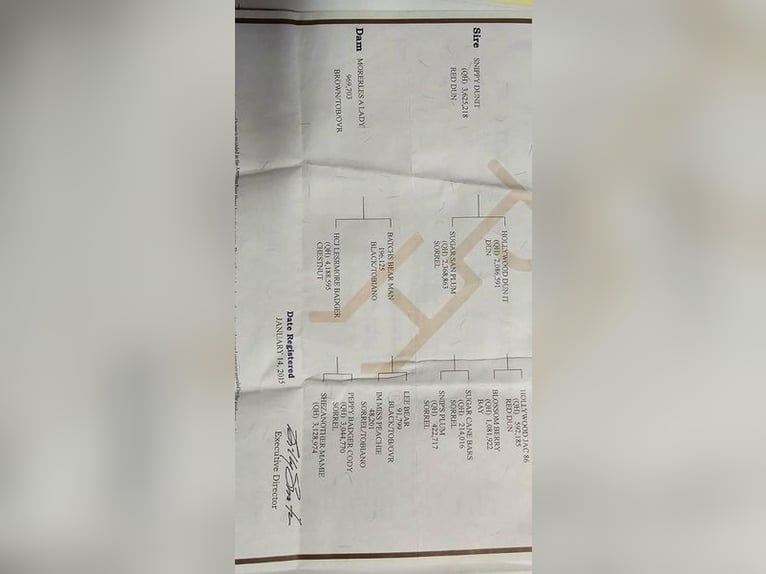 Quarter horse américain Jument 12 Ans 152 cm Isabelle in Granbury TX