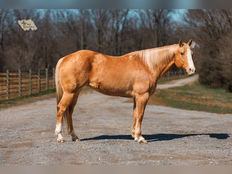 Quarter horse américain Jument 12 Ans 152 cm Palomino in Santa Fe