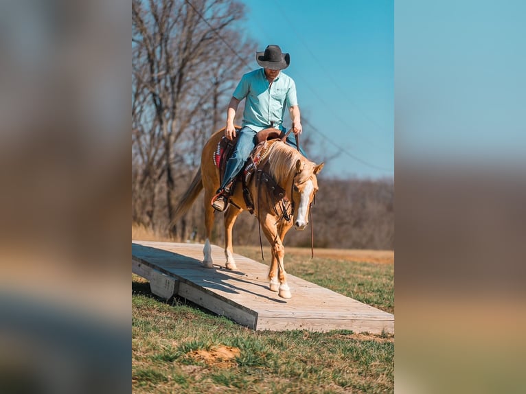 Quarter horse américain Jument 12 Ans 152 cm Palomino in Santa Fe
