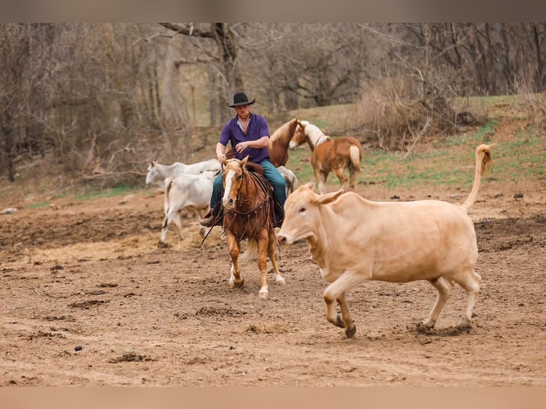 Quarter horse américain Jument 12 Ans 152 cm Palomino in Santa Fe