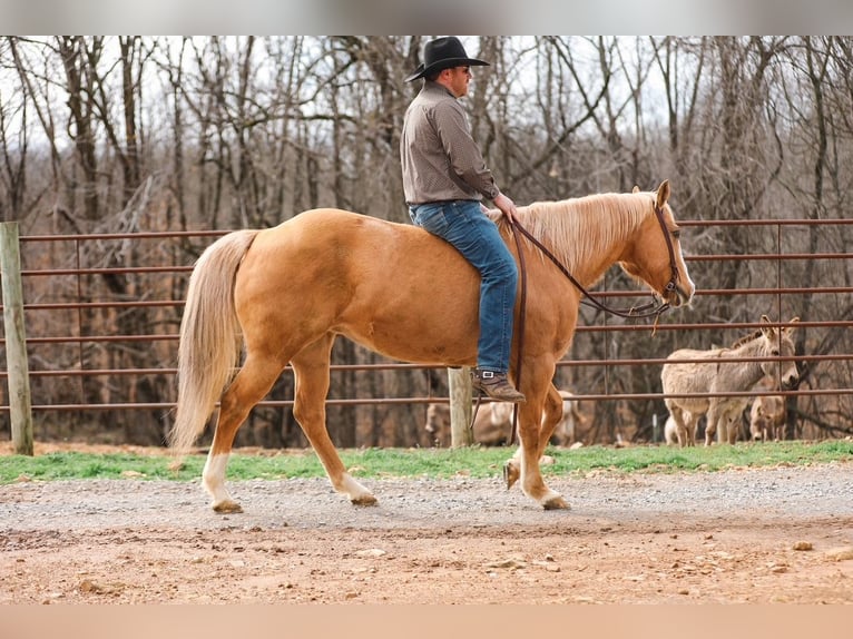 Quarter horse américain Jument 12 Ans 152 cm Palomino in Santa Fe