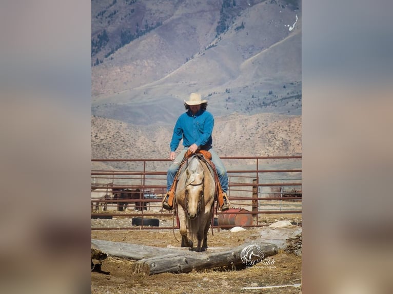 Quarter horse américain Jument 12 Ans 152 cm Palomino in Cody, WY