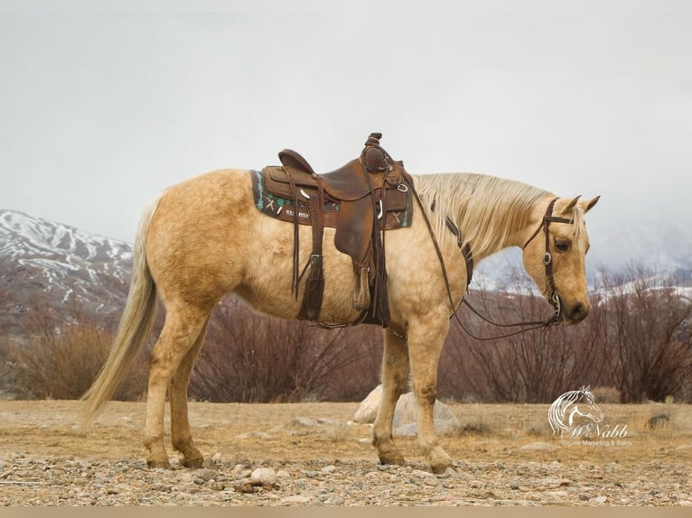 Quarter horse américain Jument 12 Ans 152 cm Palomino in Cody, WY