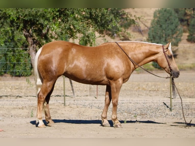 Quarter horse américain Jument 12 Ans 152 cm Palomino in Tres Pinos