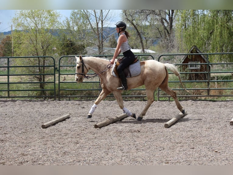 Quarter horse américain Jument 12 Ans 152 cm Palomino in Fort Collins Co