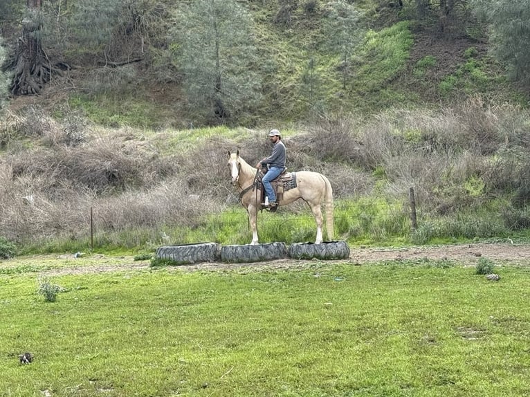 Quarter horse américain Jument 12 Ans 152 cm Palomino in Paicines CA