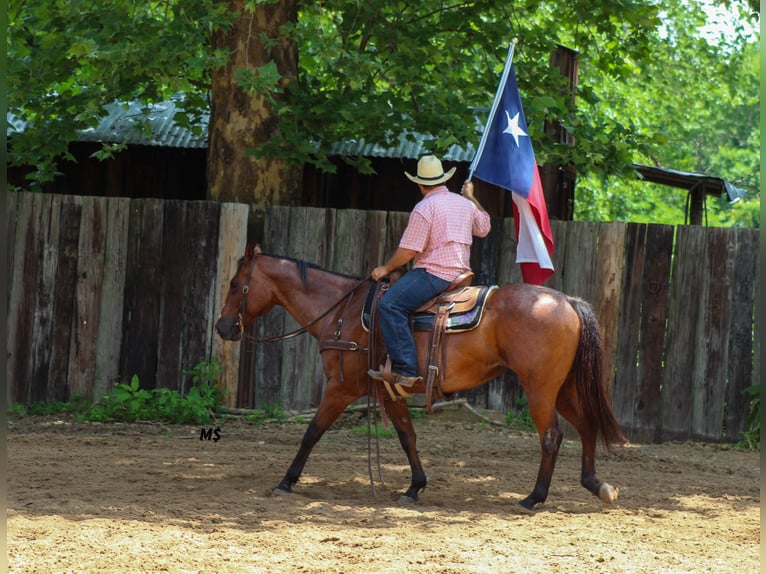 Quarter horse américain Jument 12 Ans 152 cm Roan-Bay in Whitesboro