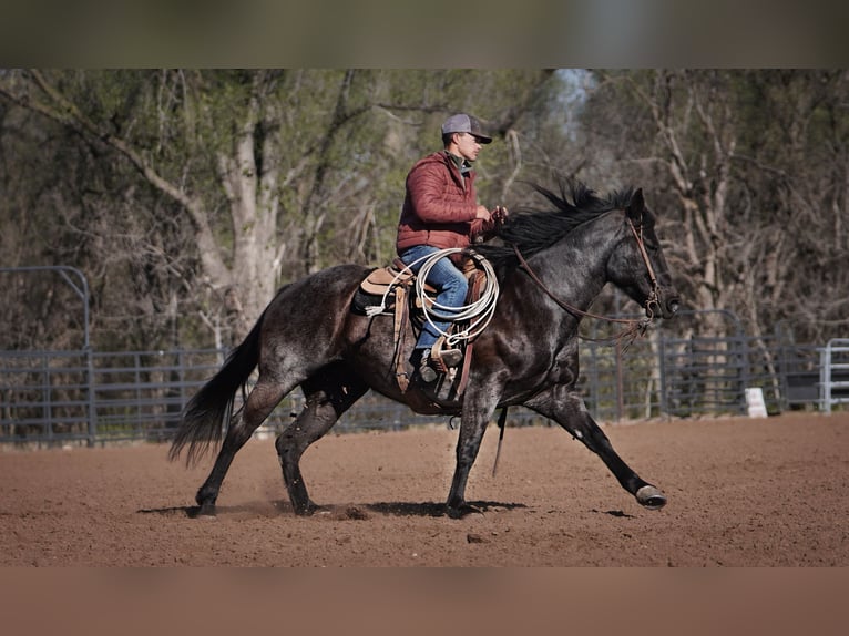 Quarter horse américain Jument 12 Ans 152 cm Rouan Bleu in Canadian