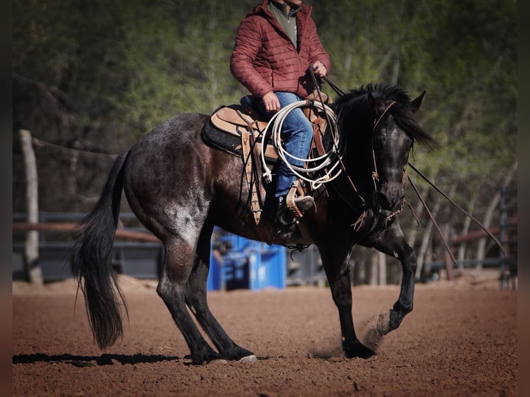 Quarter horse américain Jument 12 Ans 152 cm Rouan Bleu in Canadian