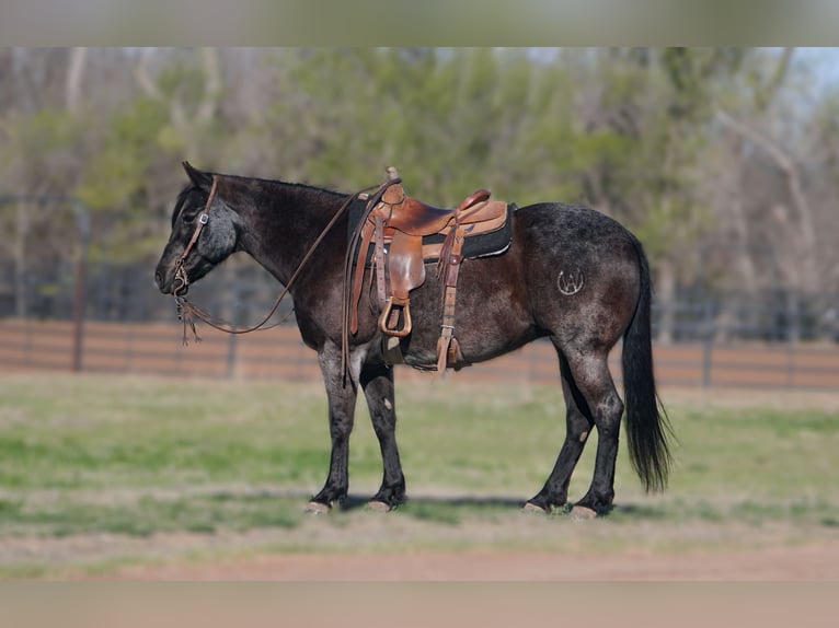 Quarter horse américain Jument 12 Ans 152 cm Rouan Bleu in Canadian